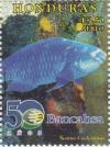 Colnect-3171-358-Midnight-Parrotfish-Scarus-coelestinus.jpg