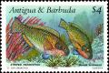 Colnect-4507-894-Striped-Parrotfish-Scarus-croicensis.jpg