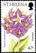 Colnect-5947-864-Elderberry-Solanum-mauritianum.jpg