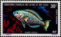 Colnect-793-007-Queen-Parrotfish-Scarus-vetula.jpg