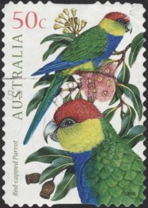 Colnect-1042-536-Red-capped-Parrot-Purpureicephalus-spurius.jpg
