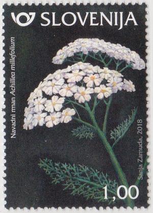Colnect-4820-985-Common-yarrow-Achillea-millefolium.jpg