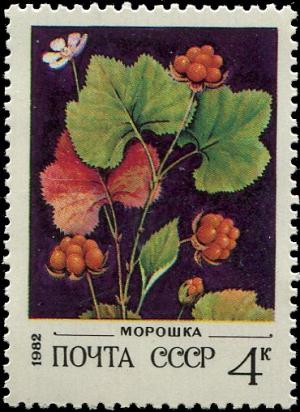 Colnect-4839-183-Cloudberry---Rubus-chamaemorus.jpg