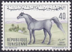 Colnect-4520-141-Berber-Horse-Equus-ferus-caballus.jpg