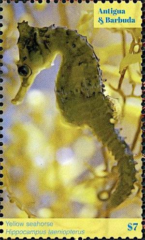 Colnect-6446-218-Yellow-Seahorse-Hippocampus-taeniopterus.jpg