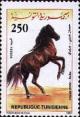 Colnect-557-349-Berber-Horse-Equus-ferus-caballus.jpg