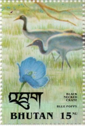 Colnect-3046-938-Black-necked-Crane-Grus-nigricollis-Prickly-Blue-Poppy-M.jpg