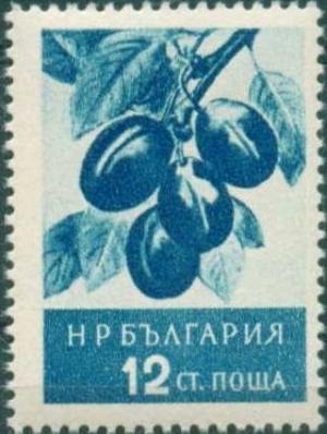 Colnect-684-780-Prunus-domestica.jpg