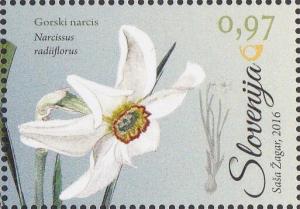 Colnect-3202-925-Flora-Amaryllidaceae-Wild-daffodil.jpg