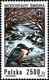 Colnect-3063-411-Common-Kingfisher-Alcedo-atthis-Swidra-Waterfall.jpg