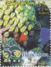 Colnect-3171-357-Smooth-Flower-Coral-Eusmilia-fastigiata.jpg