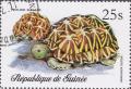 Colnect-2040-457-Indian-Star-Tortoise-Testudo-elegans.jpg