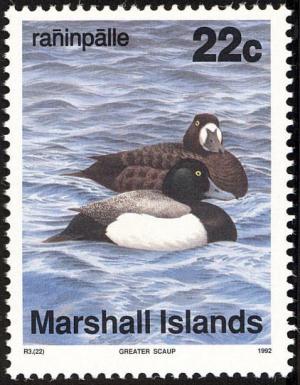 Colnect-1599-534-Greater-Scaup%C2%A0Aythya-marila.jpg