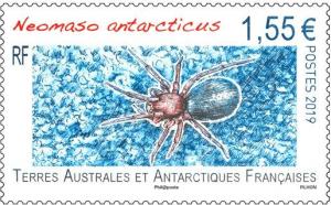 Colnect-5476-795-Spider-Neomaso-antarcticus.jpg