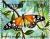 Colnect-5975-349-Forest-Monarch-or-Beautiful-Tiger-Danaus-formosa.jpg