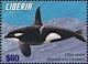 Colnect-7374-167-Killer-Whale-Orcinus-orca.jpg