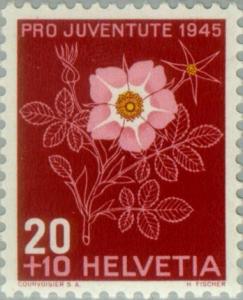 Colnect-139-833-Alpine-rose-Rosa-pendulina-syn-Rosa-alpina.jpg