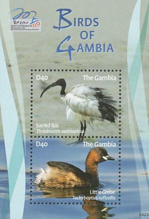 Colnect-1721-821-African-Sacred-Ibis-Little-Grebe.jpg