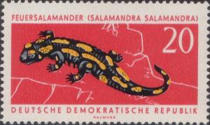Colnect-1974-295-Banded-Salamander-Salamandra-salamandra-terrestris-.jpg