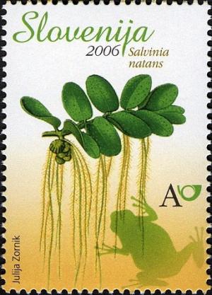 Floating-Moss---Salvinia-natans.jpg
