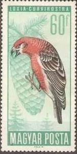 Colnect-591-919-Red-Crossbill-Loxia-curvirostra.jpg