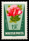 1469_rose_100.png