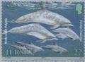 Colnect-127-864-Common-Bottlenose-Dolphin-Tursiops-truncatus.jpg
