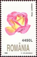 Colnect-4603-450-Rose-Rosa-centifolia.jpg