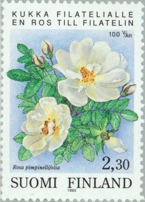 Colnect-160-185-Burnet-Rose-Rosa-pimpinellifolia.jpg