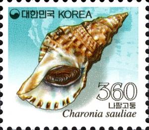 Colnect-1605-781-Predatory-Sea-Snail-Charonia-sauliae.jpg