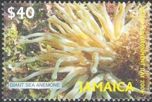 Colnect-1615-318-Giant-Caribbean-Sea-Anemone-Condylactis-gigantea.jpg