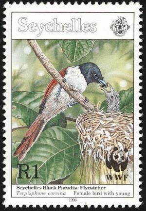 Colnect-1721-650-Seychelles-Paradise-Flycatcher-Terpsiphone-corvina.jpg