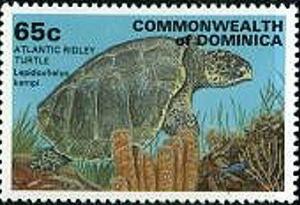 Colnect-2313-521-Kemp--s-Ridley-Sea-Turtle-Lepidochelys-kempii.jpg