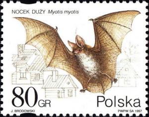 Colnect-4867-706-Greater-Mouse-eared-Bat-Myotis-myotis.jpg