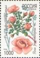 Colnect-525-454-Burnet-rose-Rosa-pimpinellifolia.jpg