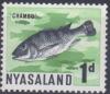 Colnect-1911-519-Chambo-Fish-Lamprologus-elongatus.jpg