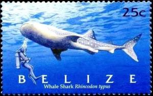 Colnect-4025-643-Whale-Shark-Rhincodon-typus.jpg