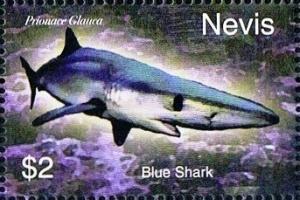 Colnect-5837-417-Blue-shark-Prionace-glauca.jpg