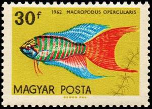 Colnect-812-496-Paradise-Fish-Macropodus-opercularis.jpg