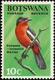 Colnect-597-711-Crimson-breasted-Shrike-Laniarius-atrococcineus-.jpg