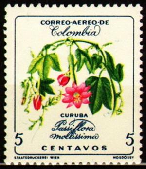 Colnect-3220-339-Passiflora-Mollissima.jpg