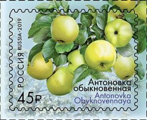 Colnect-5703-452-Apples-of-Russia--Antonovka-Obyknovennaya.jpg