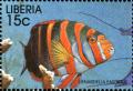 Colnect-3977-585-Harlequin-Tuskfish-Lienardella-fasciatus.jpg