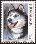 Colnect-873-162-Siberian-Husky-Canis-lupus-familiaris.jpg