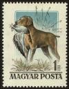 Colnect-5161-465-Magyar-Vizsla-Canis-lupus-familiaris.jpg