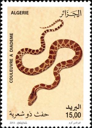 Colnect-5070-785-Awl-headed-Snake-Lytorhynchus-diadema.jpg