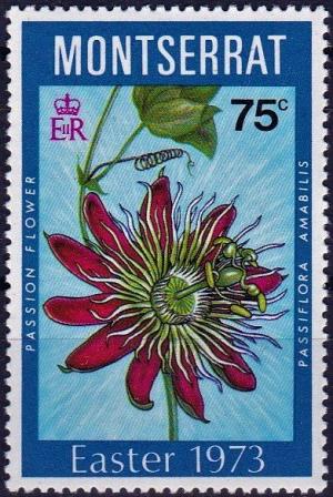 Colnect-3924-349-Passiflora-amabilis.jpg