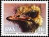 Colnect-5211-059-Southern-African-Ostrich-Struthio-camelus-australis.jpg