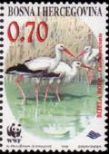 Colnect-560-466-White-Stork-Ciconia-ciconia.jpg
