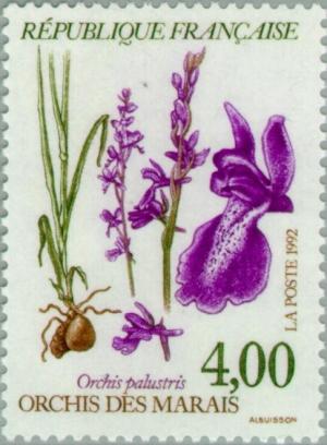Colnect-146-122-Orchis-palustris---Orchis-des-marais.jpg